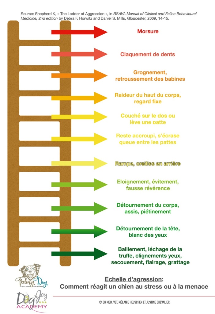 Echelle agression chien